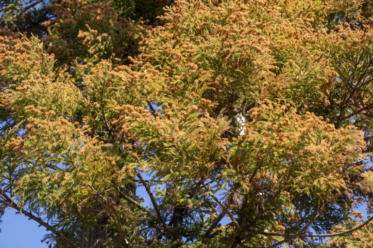 花粉症